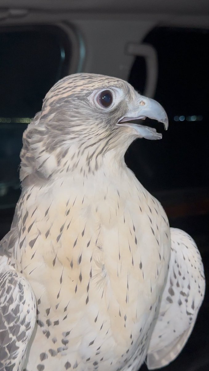 _0x3d's tweet image. جالس بالبر وفجأة يرسبن عندي طير ضايع 
نعم نعم الحر يعرف راعية