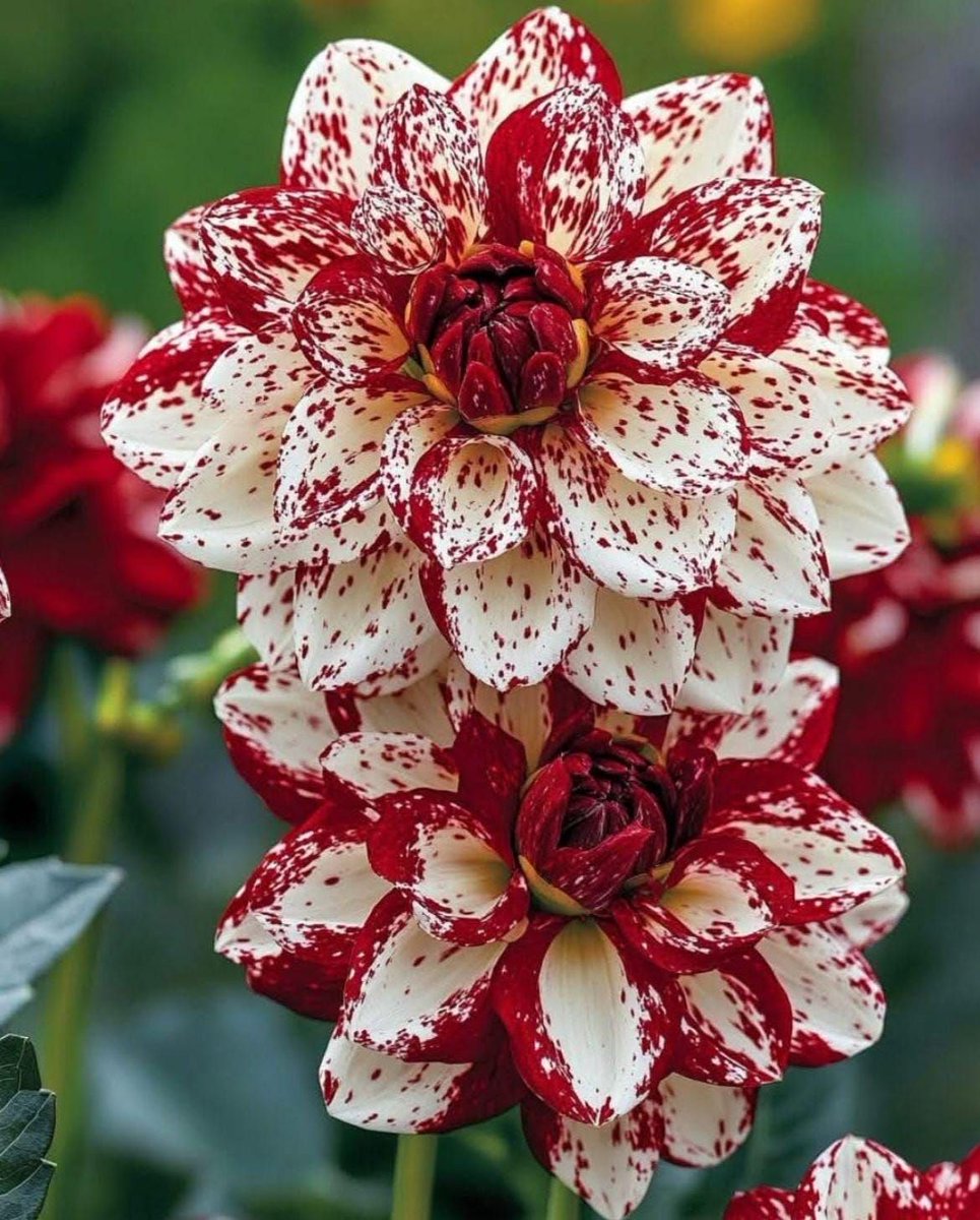 shadows (@shadows96461991) on Twitter photo 