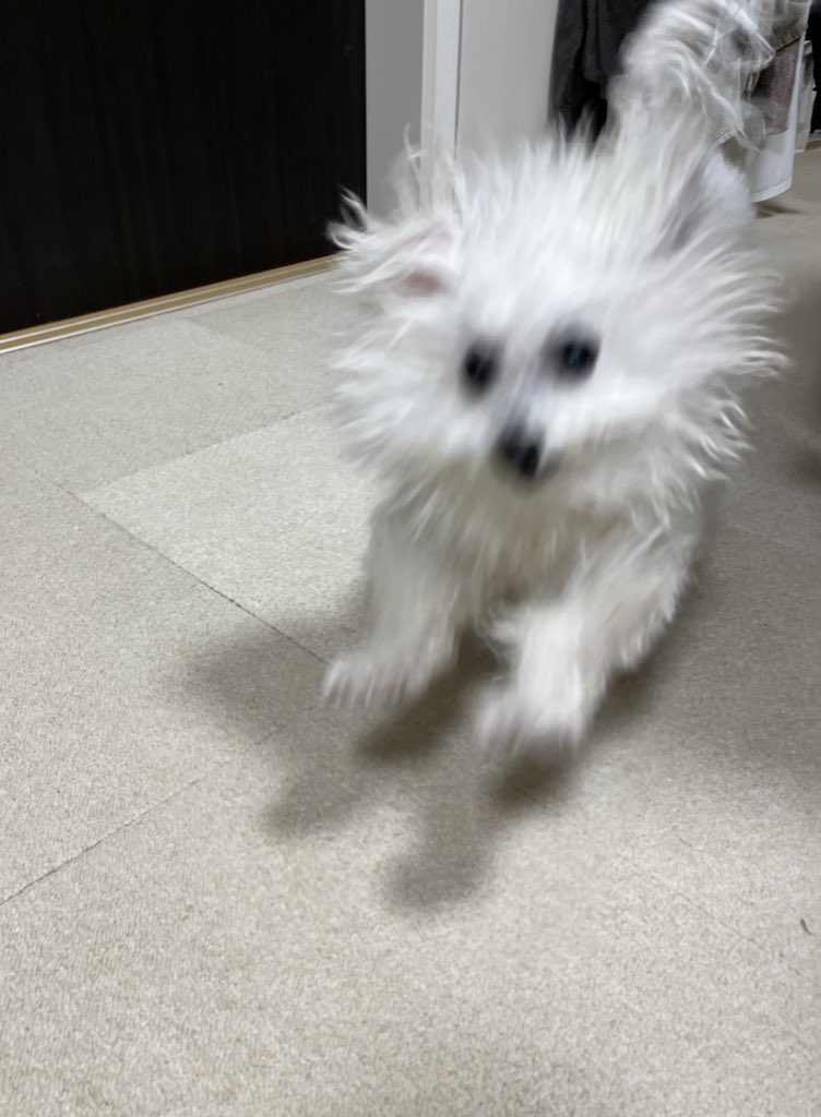 ビションかもわからん (@bichon_tsuki) / Posts / X