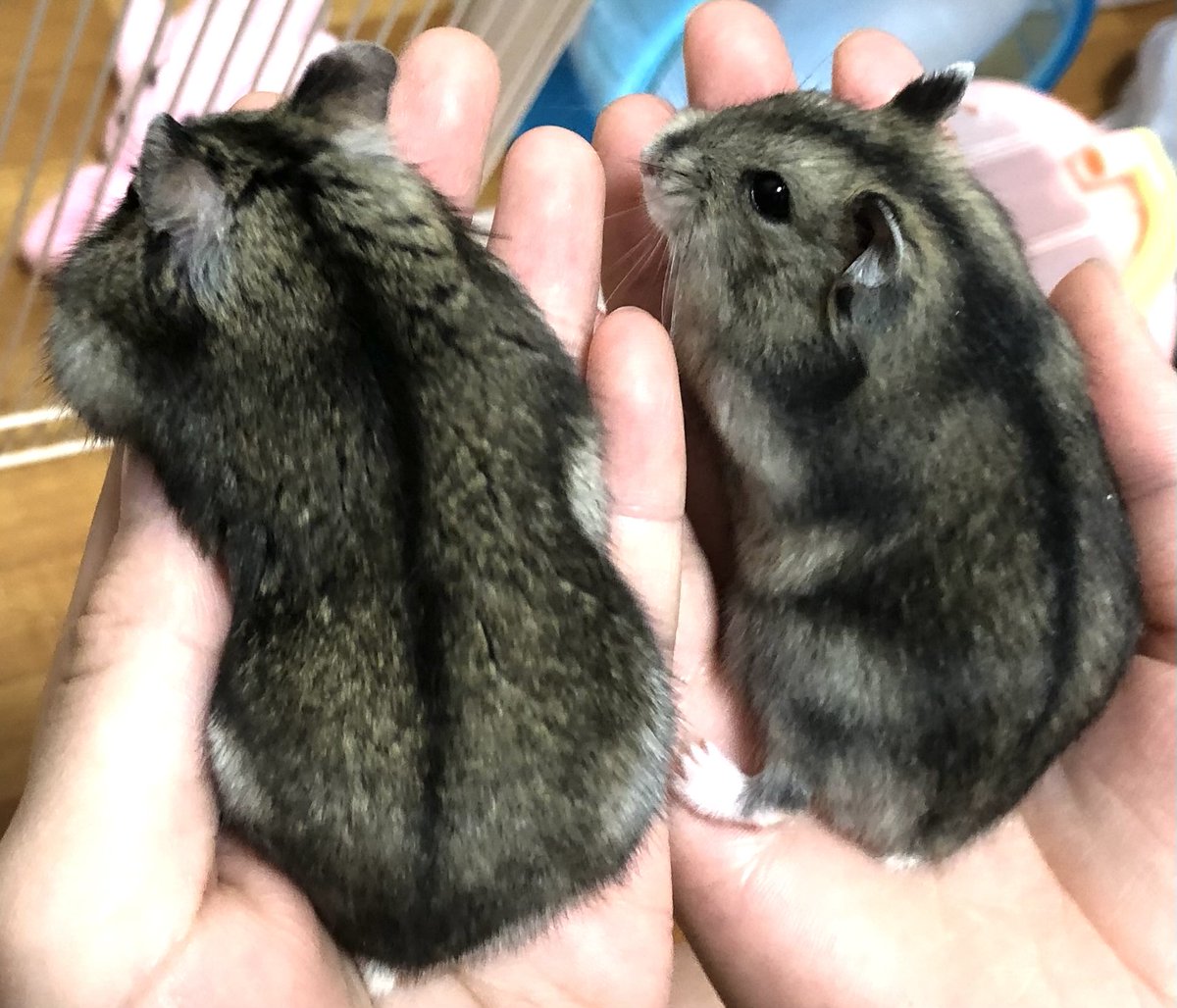 生真面目ハムスター とけちゃってるよー💦🐹 ☎︎03-3404-1180 #ハムスター #はむす