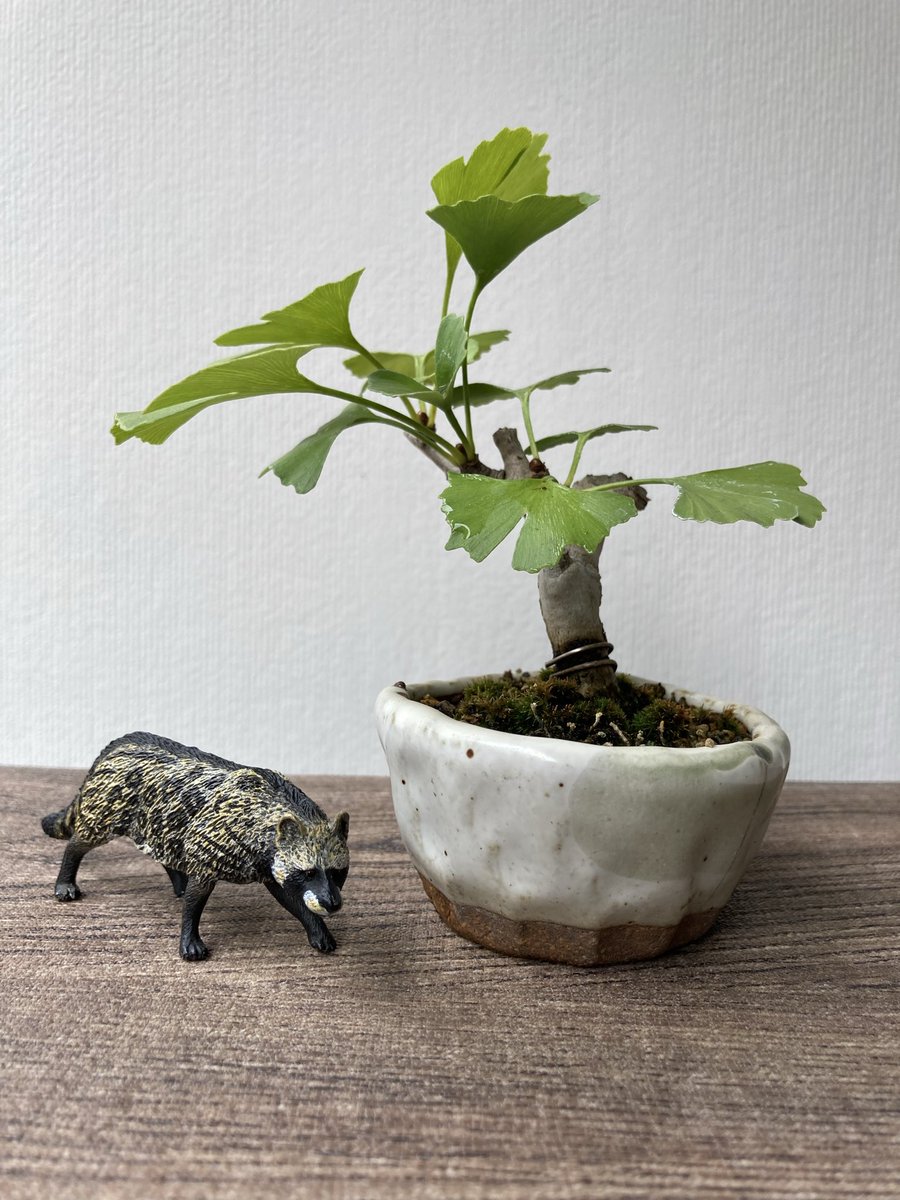 獅子丸　盆栽鉢 獅子丸 盆栽鉢 獅子丸 盆栽鉢 Yahoo!オークション -「獅子丸」(松