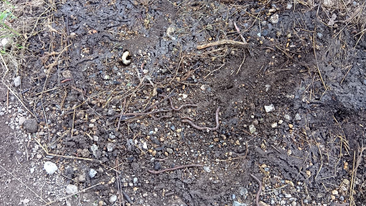 その辺で拾ったミミズ にぬき（SW） on X