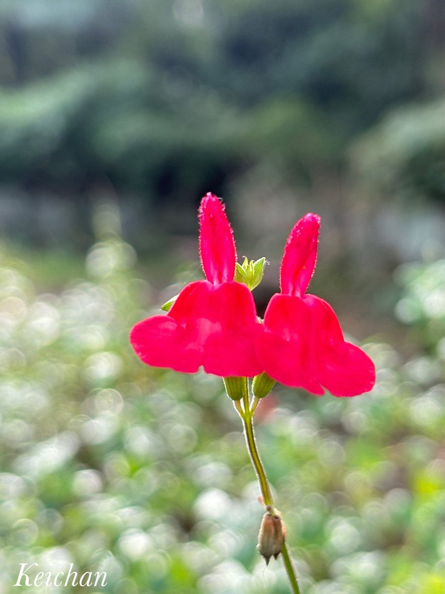 けいちゃん (@k1222_keichan) / Posts / X