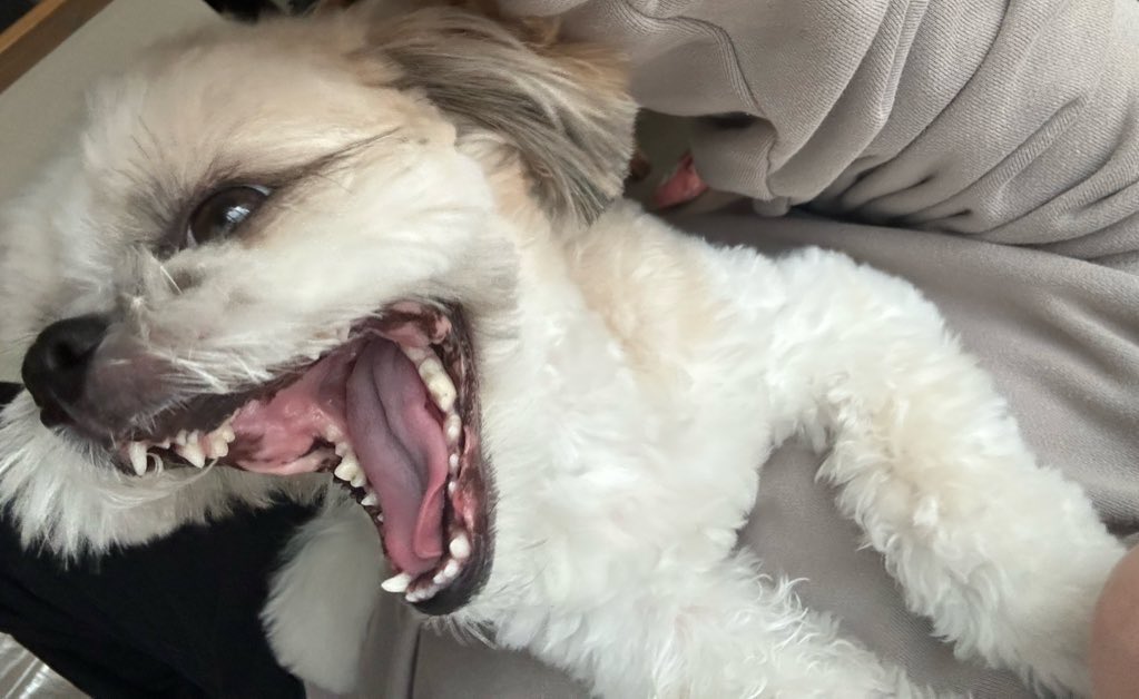 tikoderossi's tweet image. 犬最高！いぬ！さいこー❤️❤️