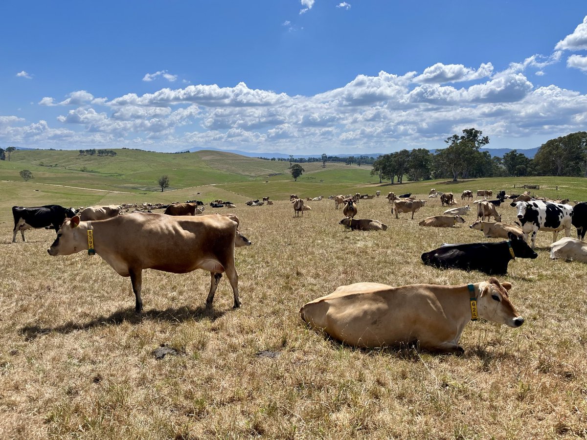 Season slipping away in the Bega Valley ✏️ in another failed spring