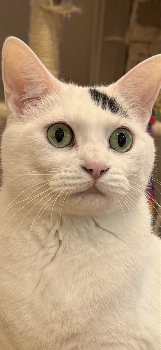 avashaka's tweet image. 猫が唐突にこの顔で何もないとこ見つめ始めるのよくあるんだけど何?