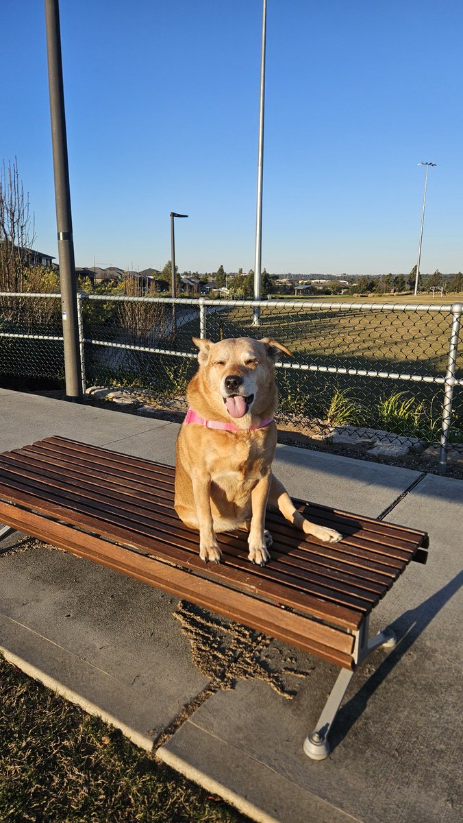 PET OF THE WEEK!!

This fur baby is Mia!!! Loves the sun, walks and obviously being cute😍

If you want a chance for your pet to be featured, head on over to our discord and drop a pic of your pet and their name!!

#Noobesports #pets #animals #petoftheweek #discord #dog