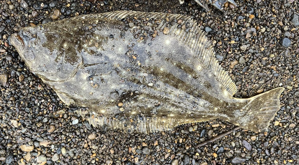 ひらめです ひらめ@ (@HiRaMe_0811) / Posts / X