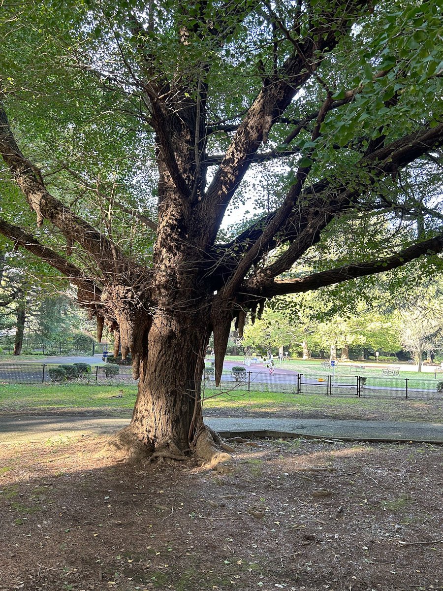 mimjs_word's tweet image. お久しぶりです
東京を離れるので、その前に聖地巡りをしてきました。
明治神宮⛩️で御朱印をいただき、代々木公園ベビドンの木へ🌳幹のこぶはかなり大きくなりましたね。
そして渋谷109安室ちゃんの手形🖐🏻をまわりました。

肌寒くなってきました。皆さんも体調に気をつけてお過ごしください。