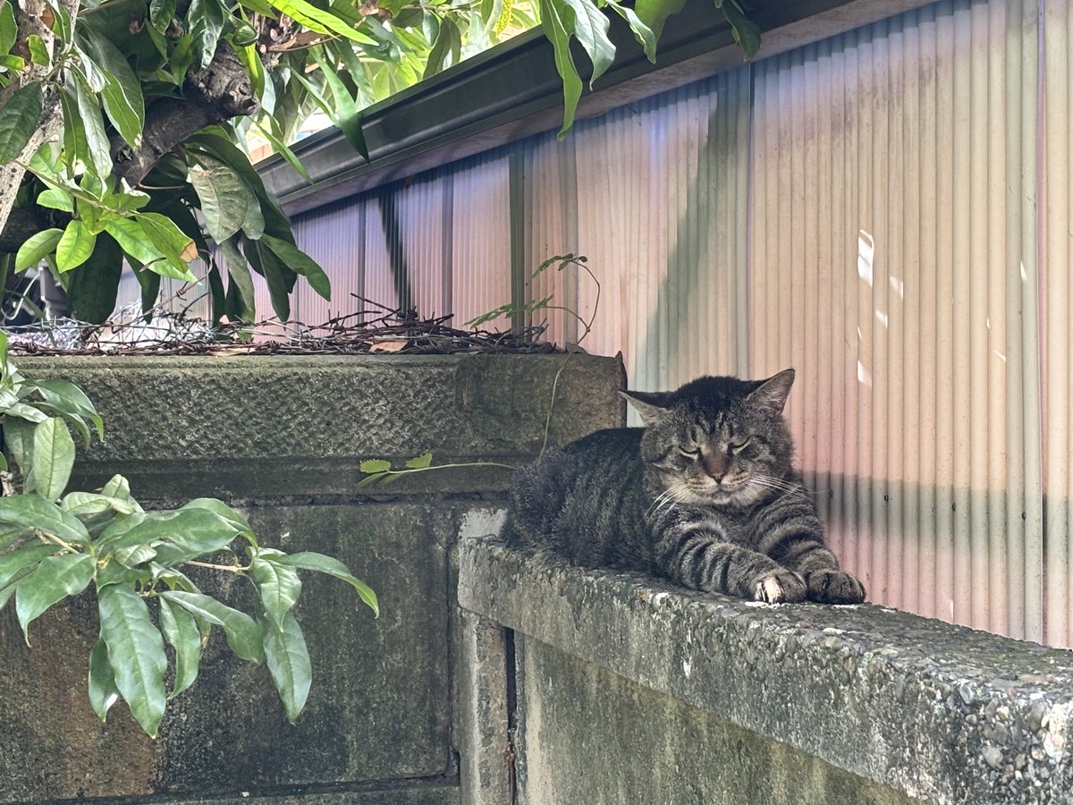 ok_orientaru's tweet photo. 夏の猛暑が過ぎた今、
どんどん猫たちが動くようになり、
末っ子のゴローが姿を見せてくれました。
まぁ、日中の好天気とそよ風が相まって気持ちいいけど、少し寒いような？？

#外猫　#猫のいる暮らし　#猫のいる幸せ　#屋根の上　#日中   #そよ風   #少し寒い https://t.co/kgt0ULxqoe