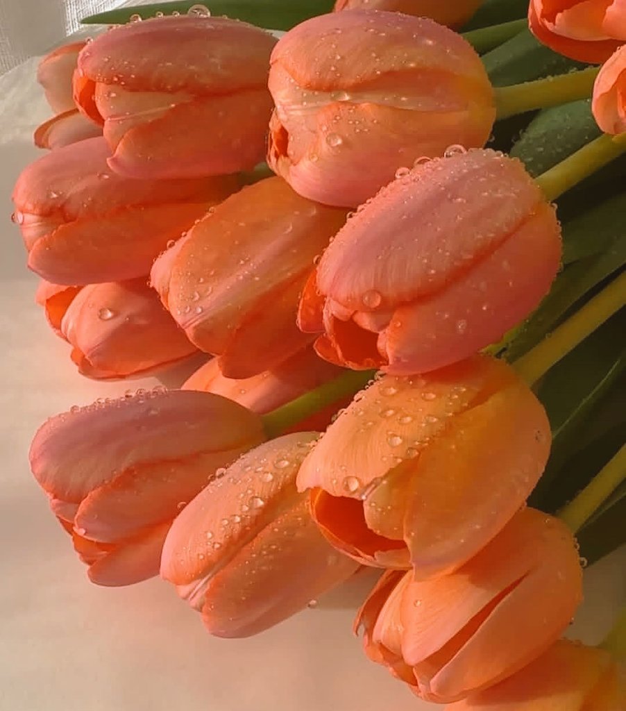 Have a blessed Friday, my lovely friends🧡🧡#tulips