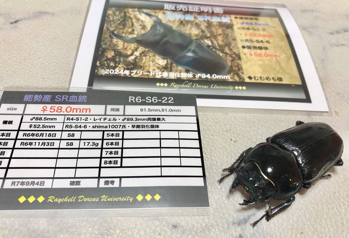 レイチェル (@Raychell_SR) / Posts / X