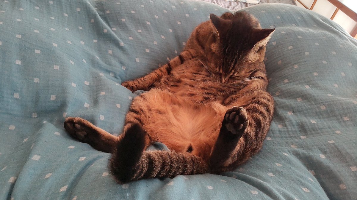 きじとら@nyan (@kigitorakun) / Posts / X