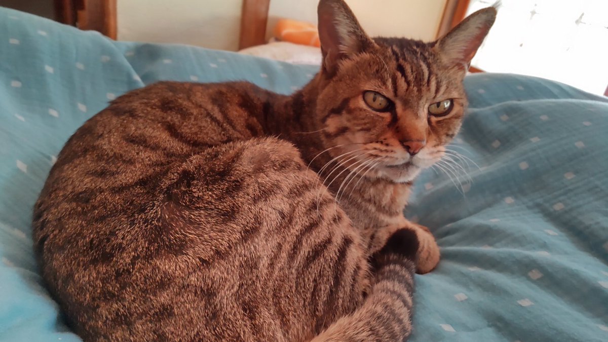 きじとら@nyan (@kigitorakun) / Posts / X