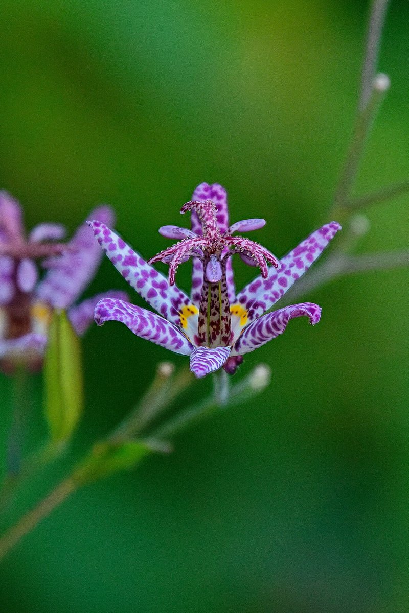 EB_Bob's tweet image. Japanese Toad Lily
East Bay
October 16, 2025