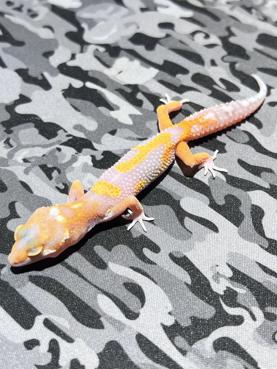 REPTILES TOKYO名古屋店 on X