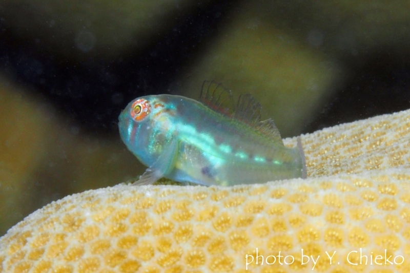 海を創る 聖 on X