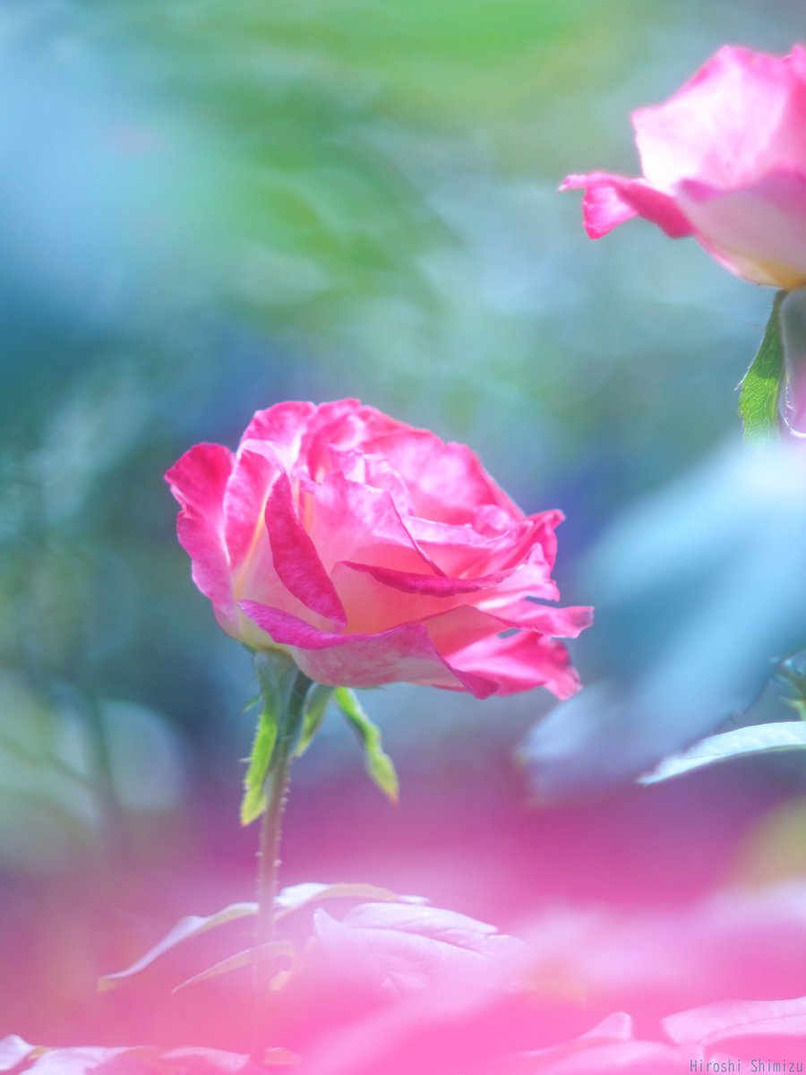 華やかなバラの花
心を照らす花の色彩