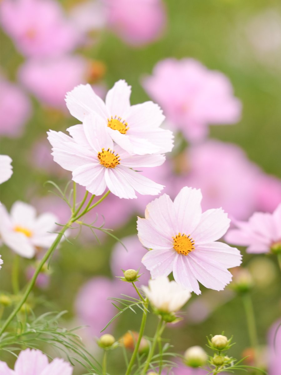 🩰コスモスの香り🧸🩰
オーデコロン,トワレ,ハンドクリーム🌸
🌸🌸🌸🌸🌸🌸🌸

オハナマハロの季節限定の
Puni akahai
プニ　アカハイ

乙女の純真という花にこめられた
メッセージにぴったり繊細な
コスモスの香りに、
ジャスミンのブーケが合わさった乙女の香り🩰💕