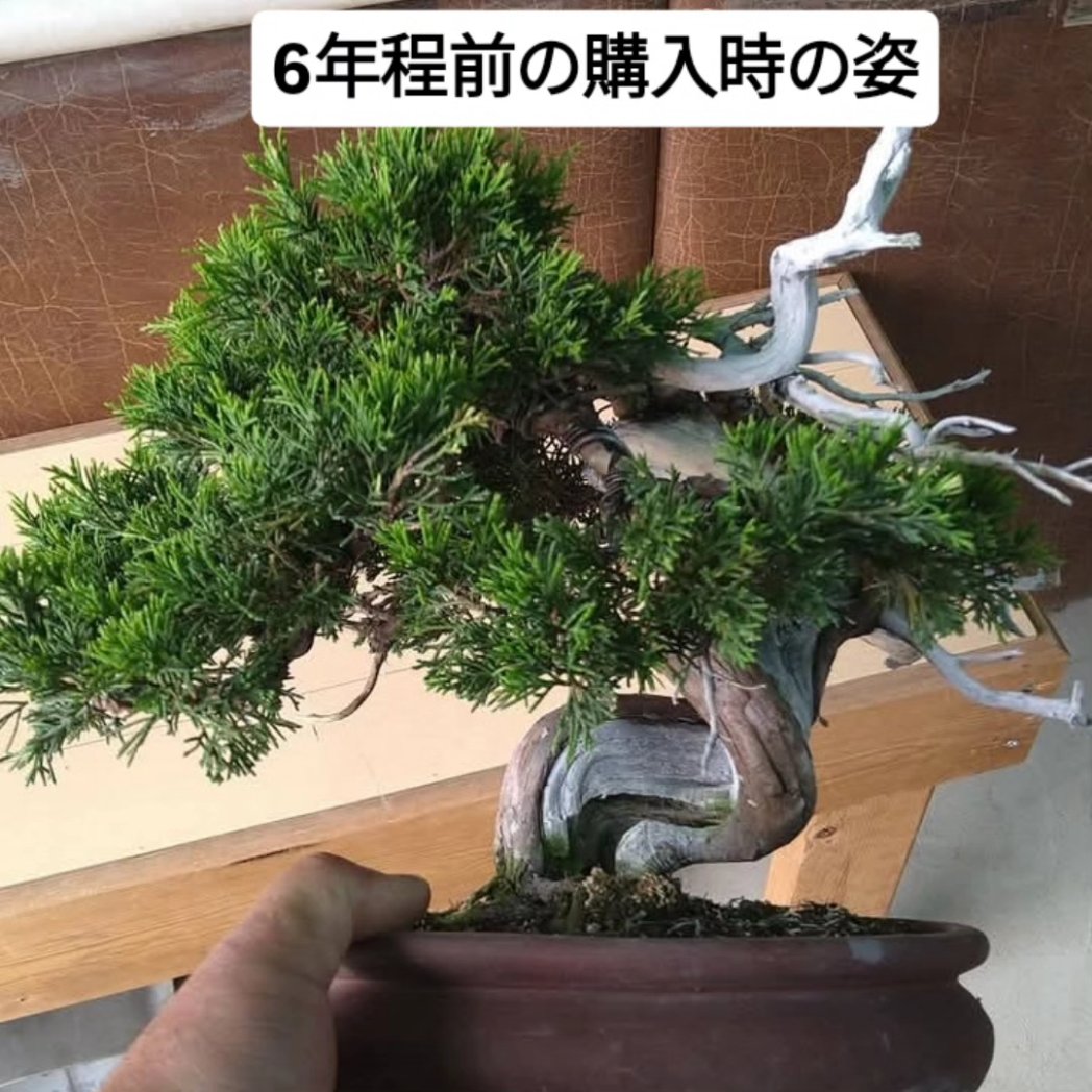 bonsaihimawari's tweet photo. 購入してから役6年ぐらいだと思う。
余分な枝を取り小さく骨格を決めて作った、あれから6年、私はただ水をやっただけ！木の生命力と時間が創り出す芸術がここ有ります。
今ではお気に入りの一鉢です。 https://t.co/vHEe2nurP9