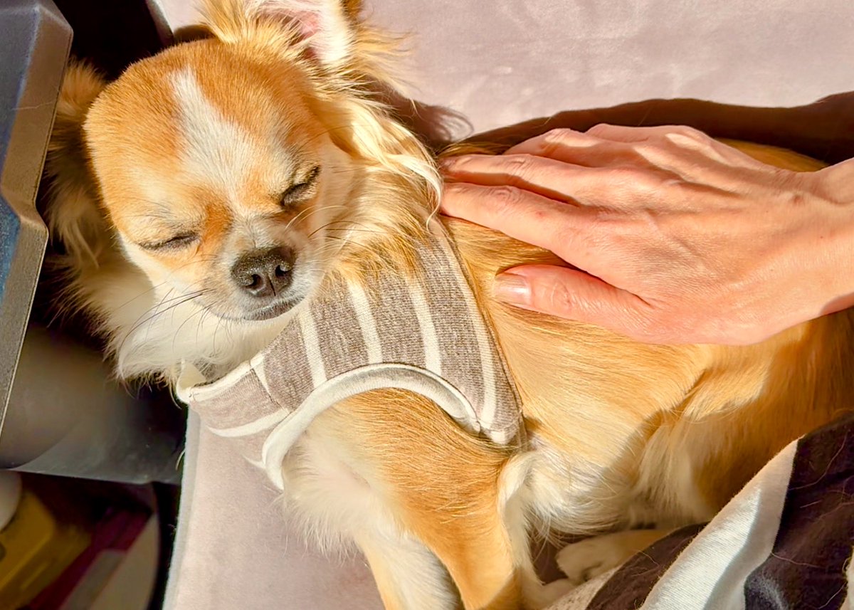 rabimaruページ らびまる🐰 (@rabimaru_t) / Posts / X