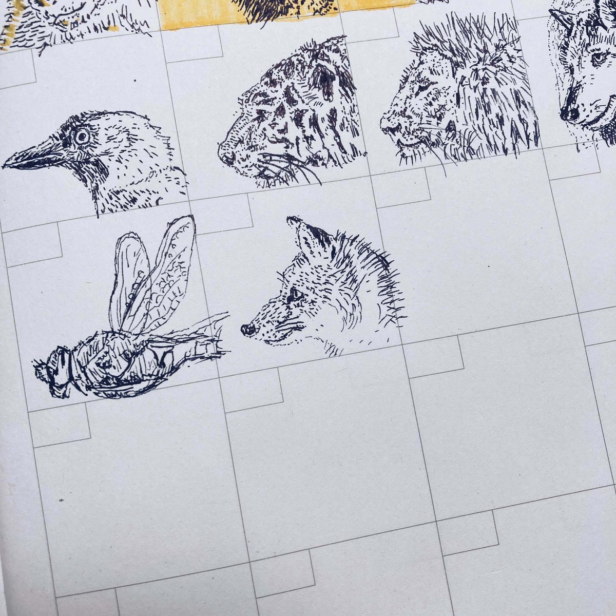 「正直者は馬鹿を見る」って本当かも。

チェコの研究で、キツネは地球の磁場を使って獲物の位置を計算してることが判明しました。

雪の下の獲物を狙うときに、北東方向のジャンプは狩りの成功率は73%。他の方向は18%。