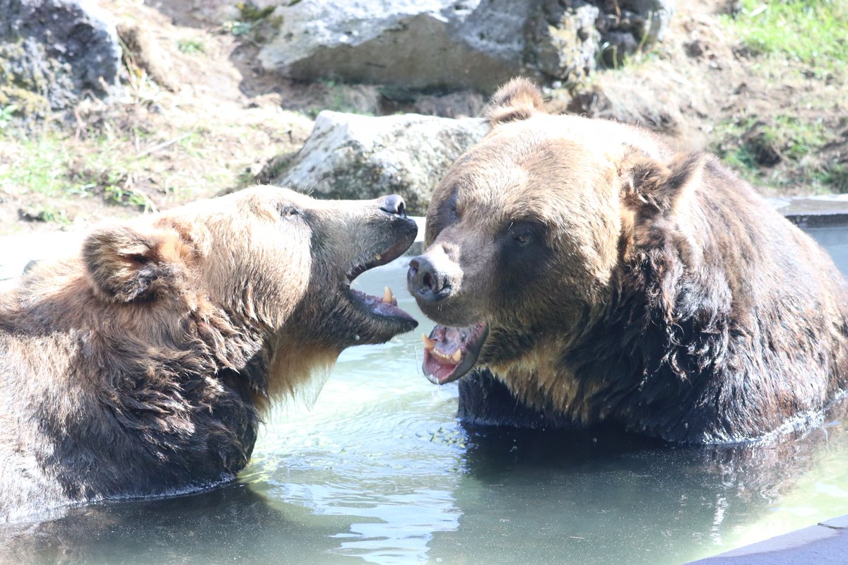 くま　おまとめ 再販》おとぼけくまさん ぱきっ！！ （40個入り