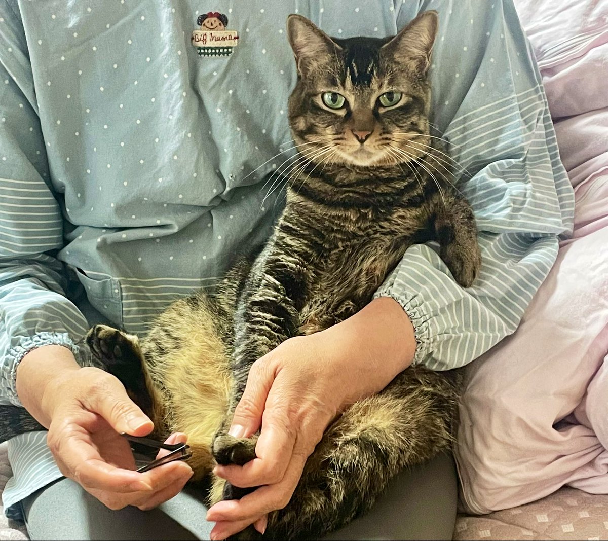爪を切られる穏やかでなでられるのが好きなめちゃくちゃいい子のうちの猫です