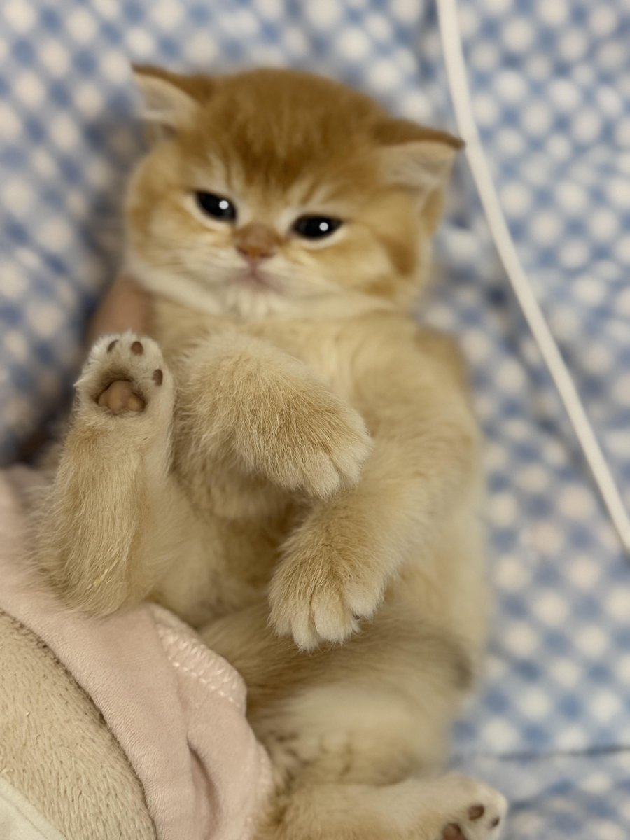 Soft paws, gentle eyes, and endless charm 🐾🐱 My little bundle of peace and curiosity 🌸Every purr whispers comfort, every stare tells a story 💛 Life feels warmer with this furry heart nearby 🐈🧡