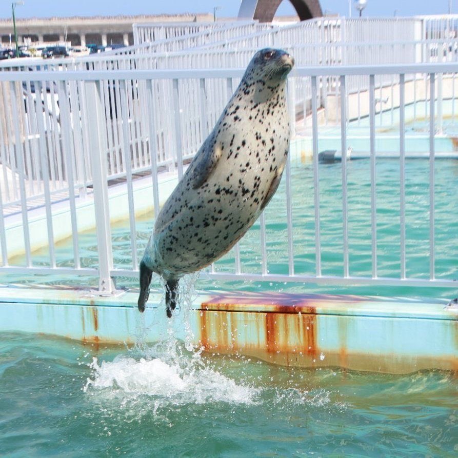 BundleMoonlight's tweet photo. I’m done with being locked in I’m ready to fly like a seal https://t.co/NIhsuDR75E