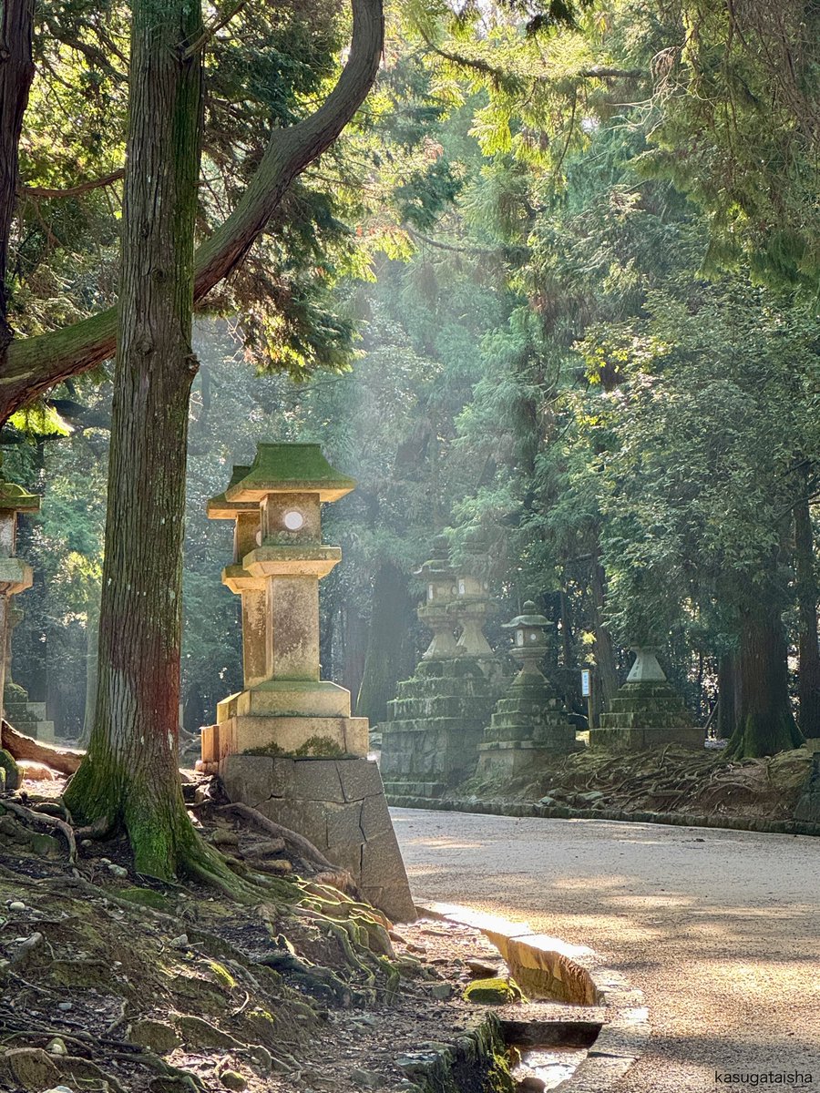 KASUGASHRINE's tweet image. おはようございます。
空気が澄んでいて清々しい朝です。

#春日大社 #奈良 #参道 #石燈籠