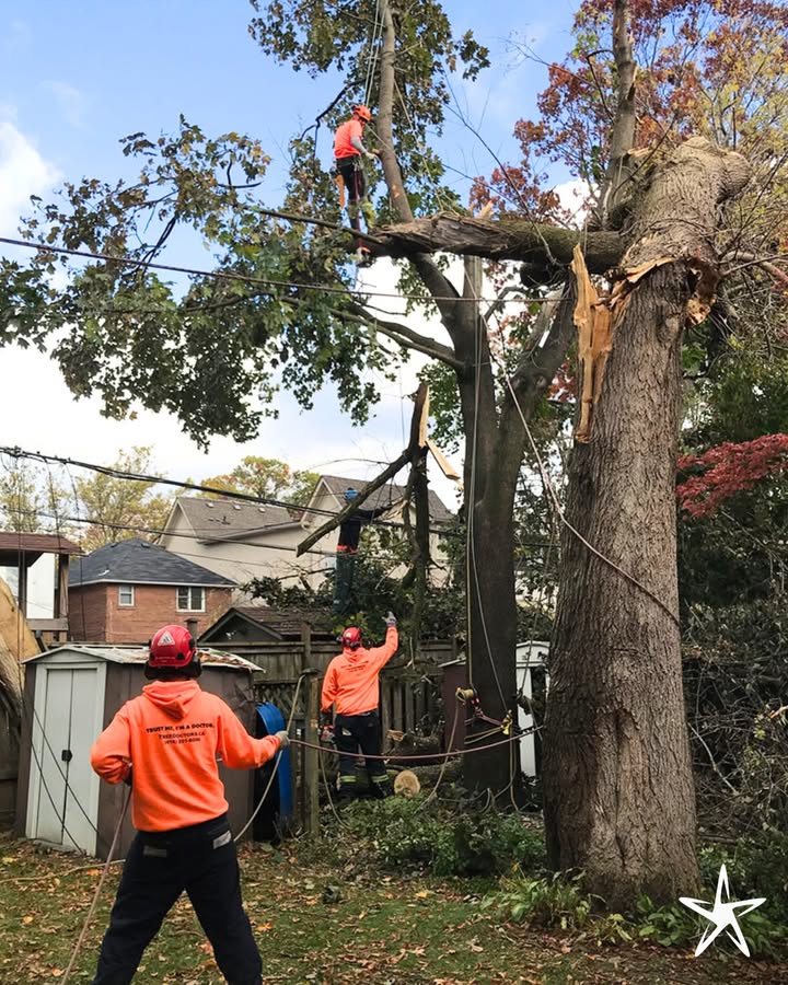 silverstartree's tweet image. 🌩️ Emergency Tree Service You Can Count On 🌳
Fast, safe response for storm damage and fallen trees, protecting your home when it matters most.

📞 silverstartree.com

#EmergencyTreeService #StormDamage #TreeCareExperts #SilverStarTreeCare