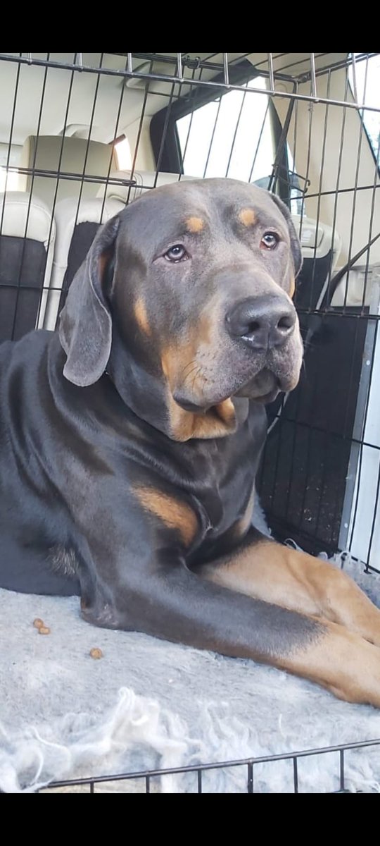 Ralph Dawg the real Big Dawg 🐕‍🦺 tweet media