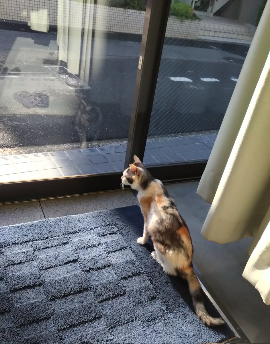 ミケ猫ฅ^•ω•^ฅ★ ミケちゃん on X