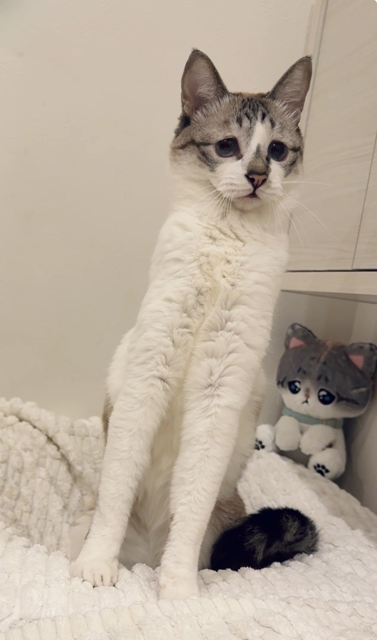 黒猫みんと ぴえん猫ミント (@piennekomint) / X