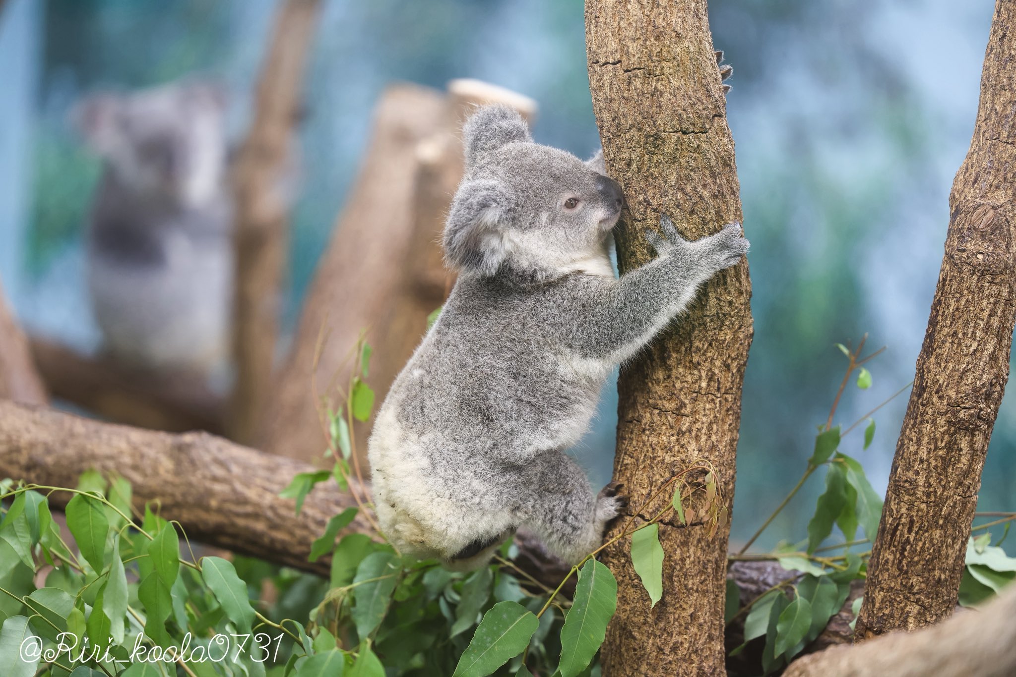 🎀 莉里 🐨 on X: 