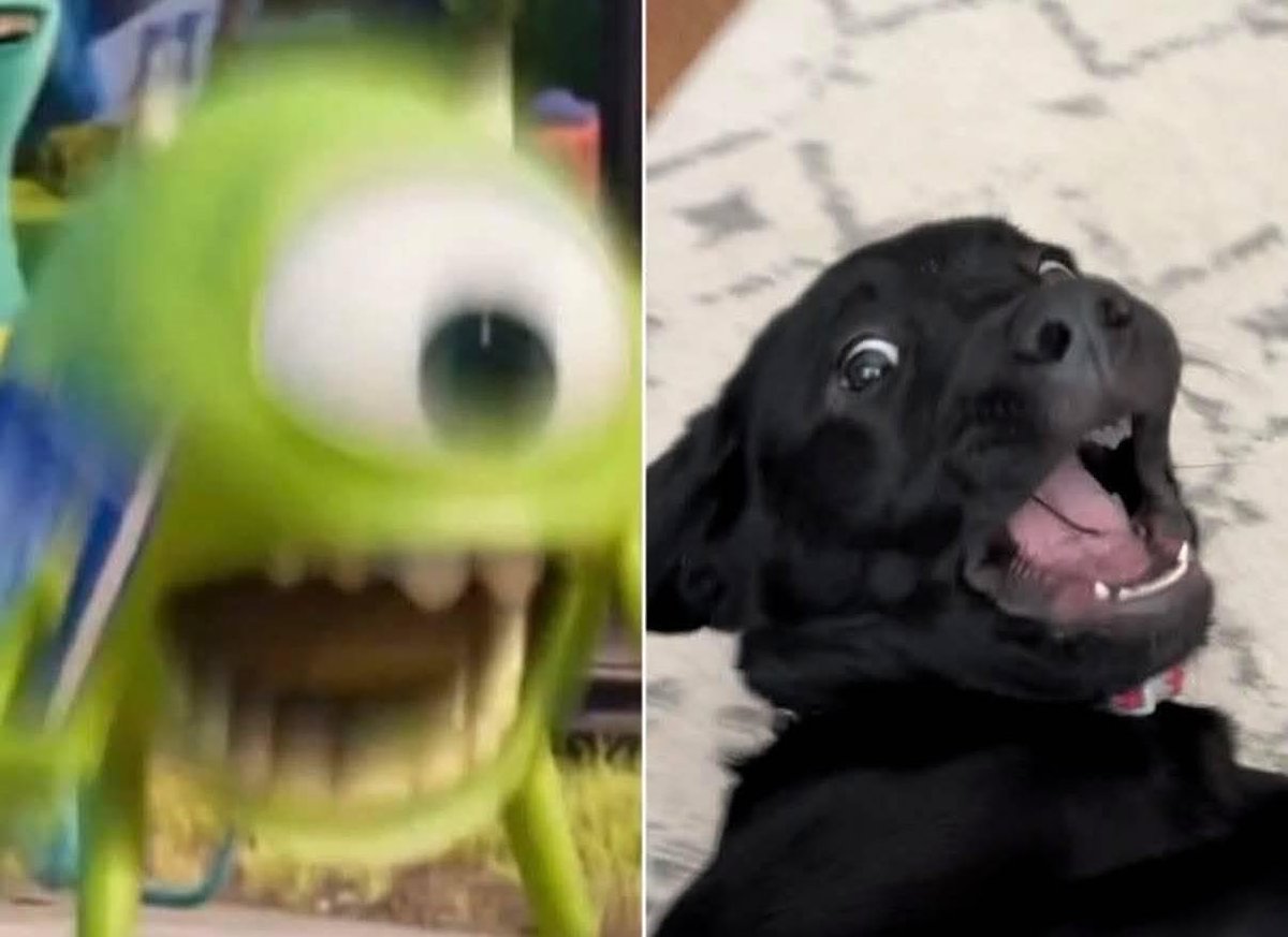 Cuando llego a casa después del trabajo y veo a mi perrito, y él me ve a mí.