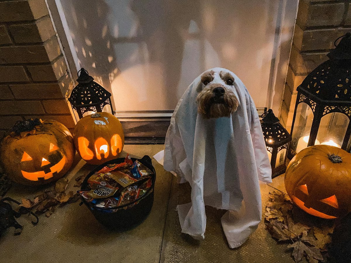 outdoorchilln's tweet image. 🎃 Countdown to Halloween! 🕷️ Get your outdoor space ready with spooky décor 👻, glowing solar lights 💡, and stylish furniture 🪑. Pets like Halloween too! 🎃
✨ Most items ship FREE → grillnchillnoutdoorlivin.com
#HalloweenDecor #SpookySeason #FallFun