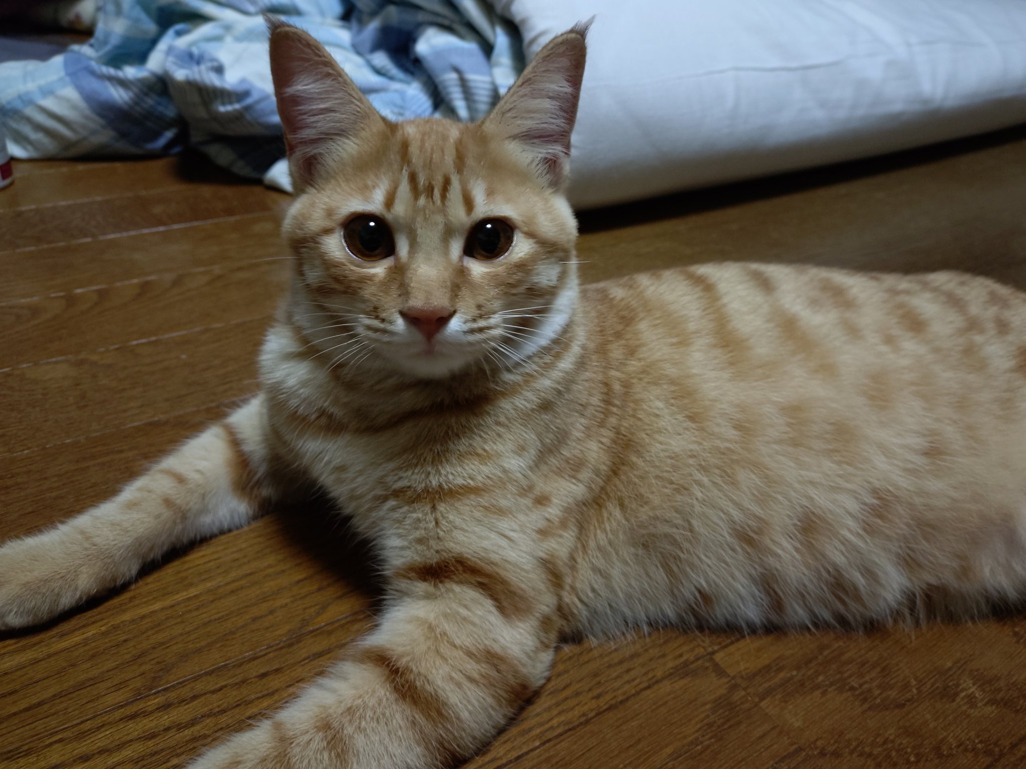 茶トラ猫（お手数おかけしたため少しお値引きいたしました） 茶トラ猫のななちゃん 𝕏 on X: 