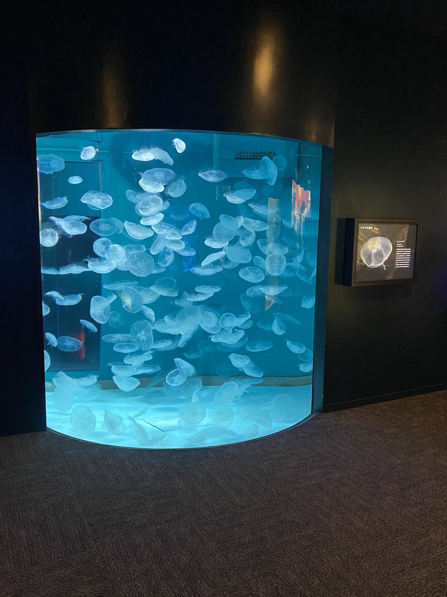 はー昨日楽しかったな〜もうすでにマンボウに会いたい🥹
地元なら気軽に行けるけど🦭関連で厄介な人に極力遭遇したくないからな…別府に行くお金も貯めたいし…😇
てかマンボウに会いたい…😇