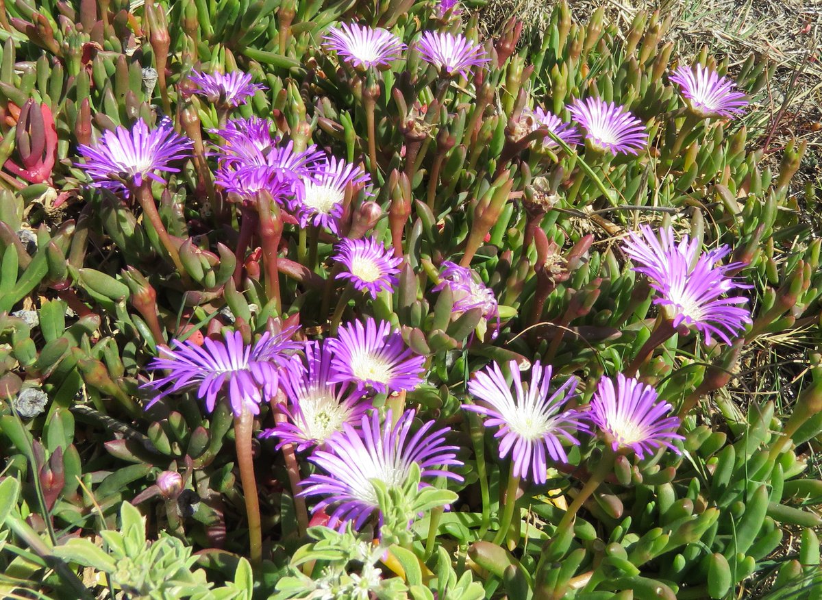 StuartWilliams_'s tweet image. Karkalla (Carpobrotus rossii), at Jawbone Flora &amp;amp; Flora Reserve in Williamstown  

#JawboneFloraandFaunaReserve #Carpobrotus #pigface #Aizoaceae #ozplants