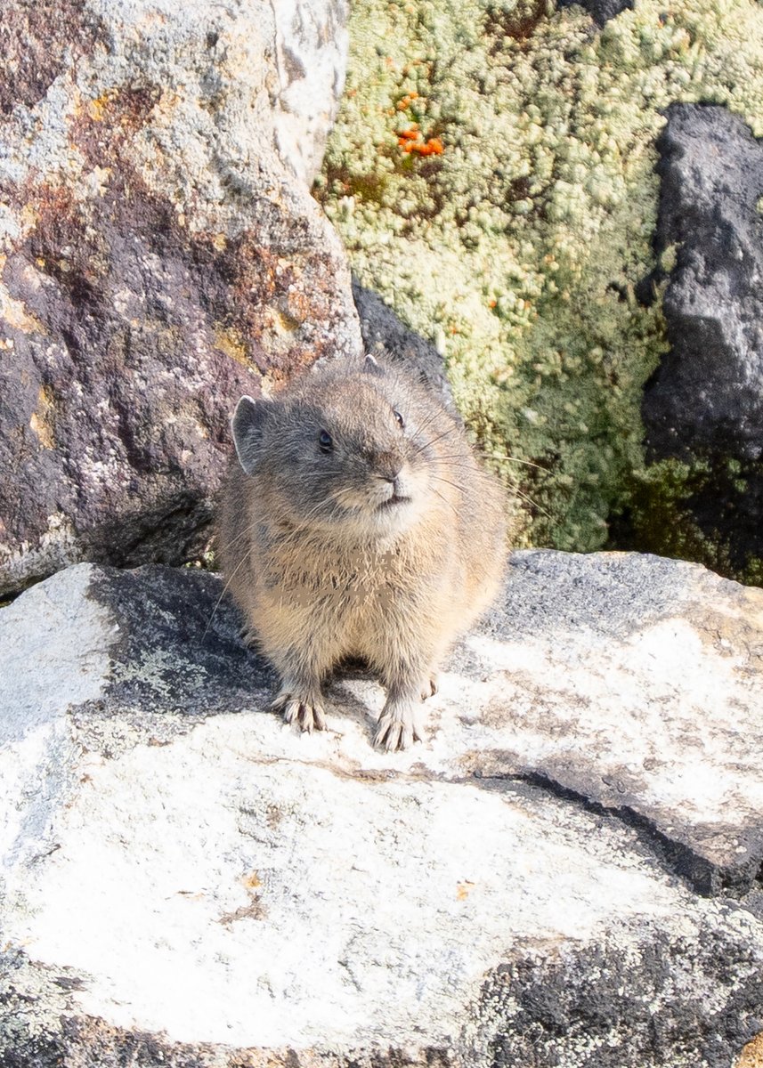 見上げるナキウサギです