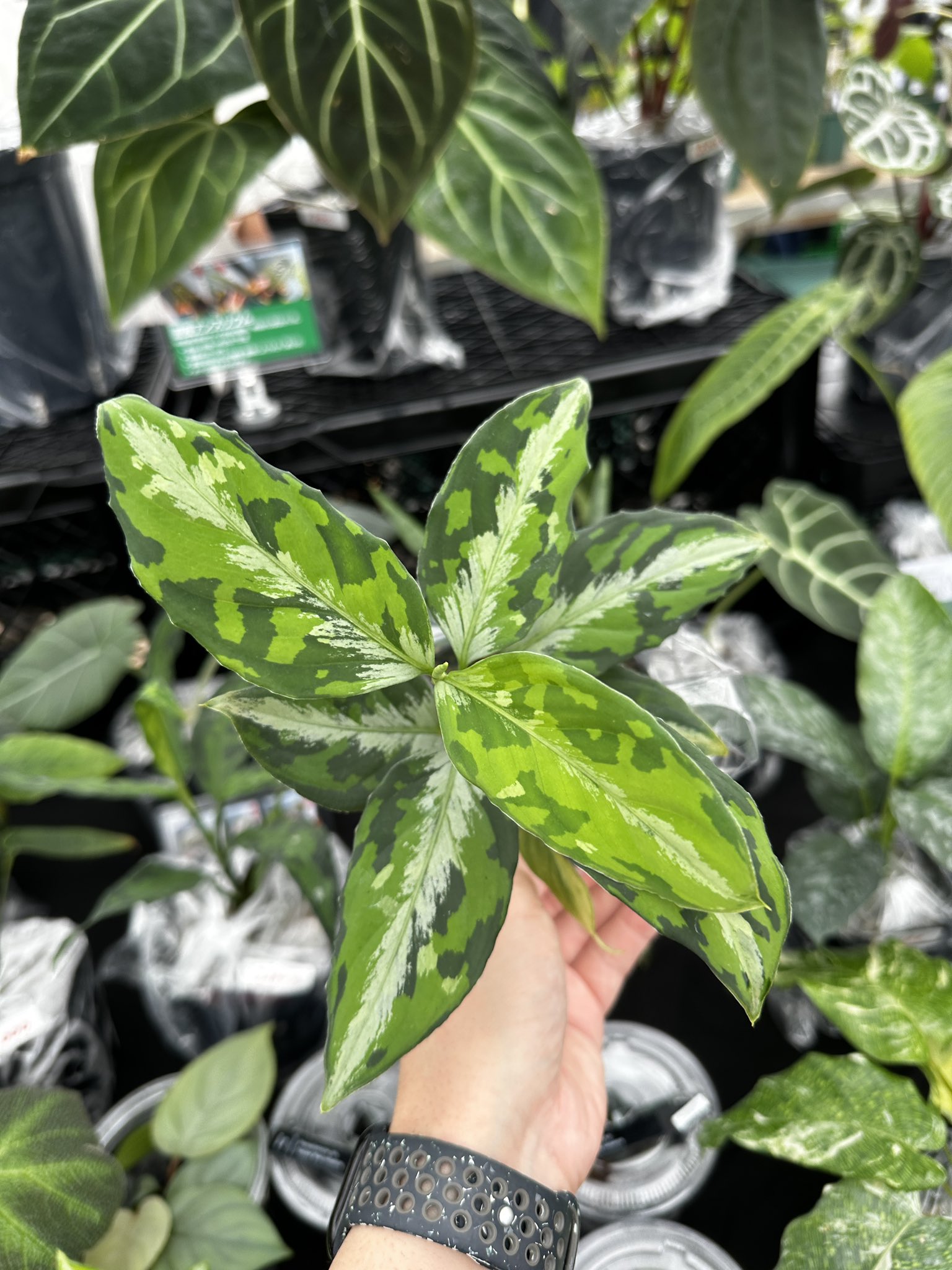 Masaya (@masaya_zxrs) / X