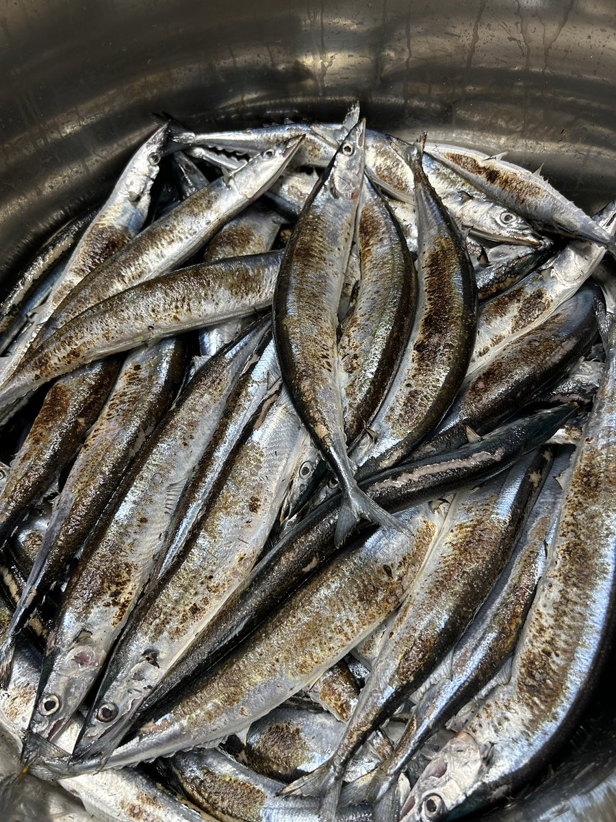 10/17(金)
ランチ　11:00~14:30
ディナー17:30~21:30

限定　🆕❗️
『純“生"秋刀魚』
サンマ100%鮮魚スープ
辛味大根鬼おろし
酢橘

限定和え玉　🆕❗️
『秋刀魚の肝身和え玉~朝倉山椒×オリーブオイル』

他通常メニューあり
