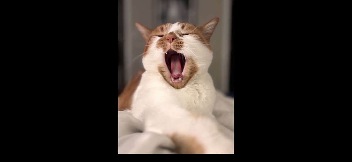 jaxthecoocoocat's tweet image. 🦁