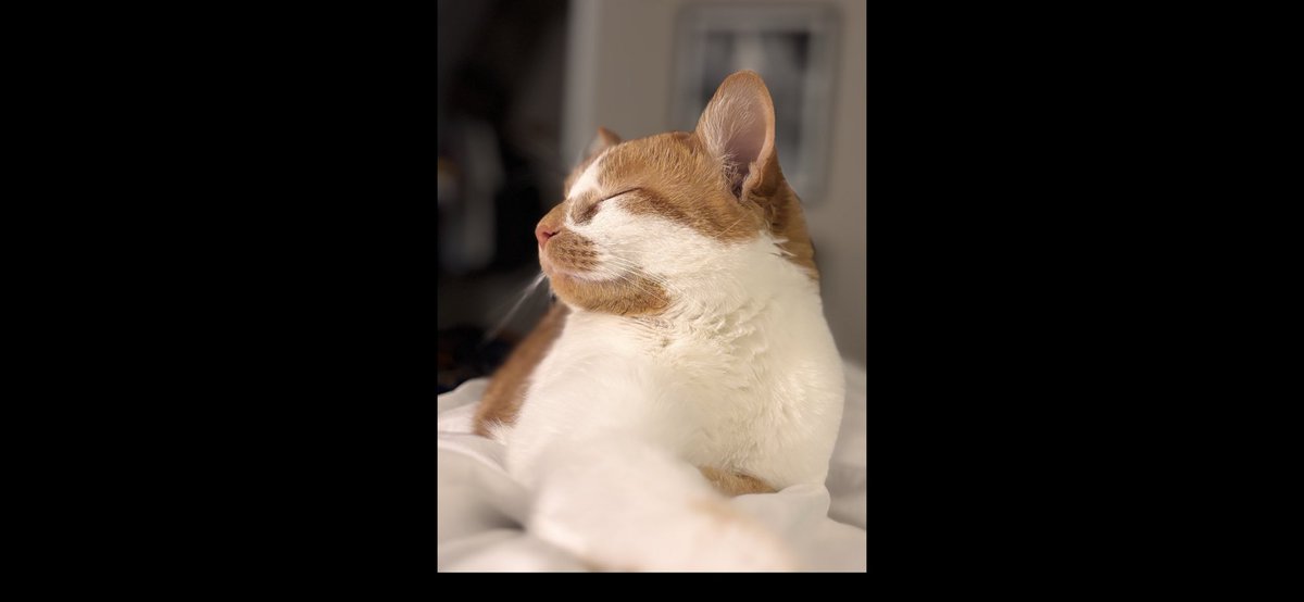 jaxthecoocoocat's tweet image. 🦁