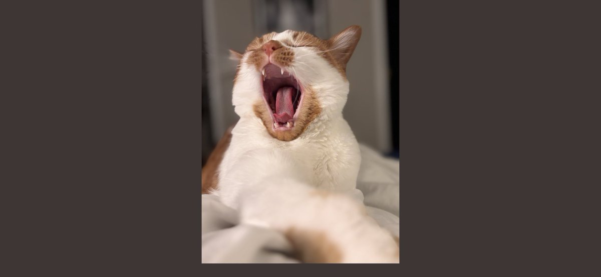 jaxthecoocoocat's tweet image. 🦁