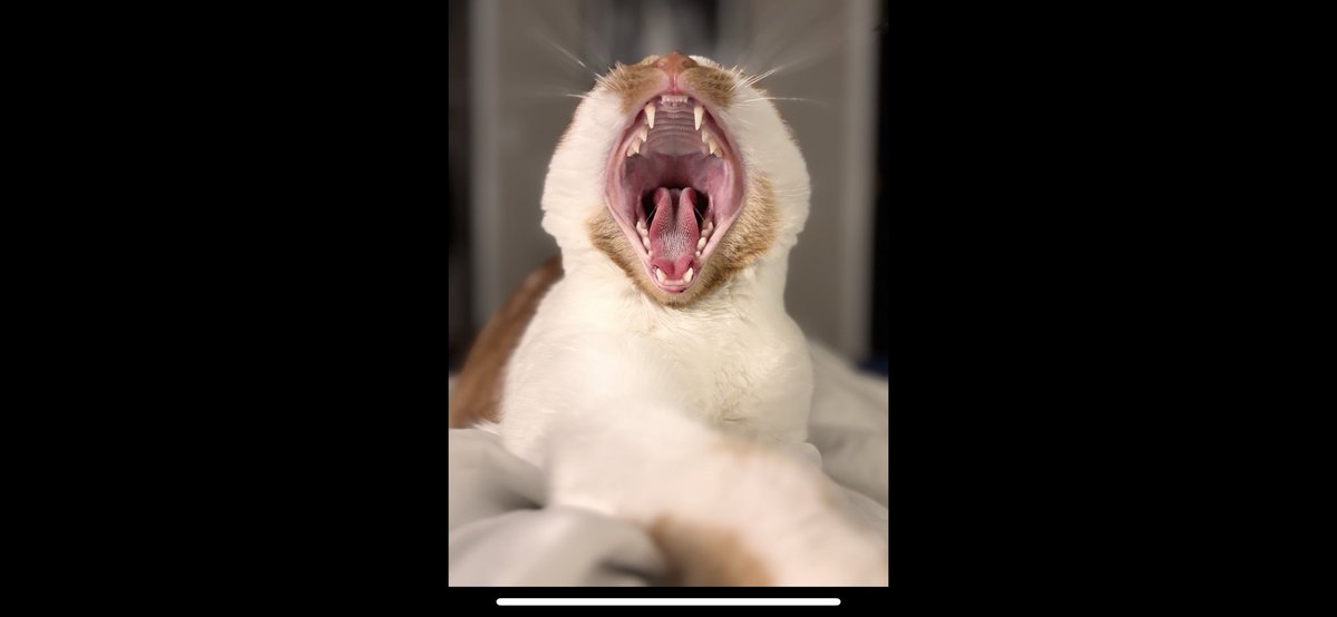 jaxthecoocoocat's tweet image. 🦁