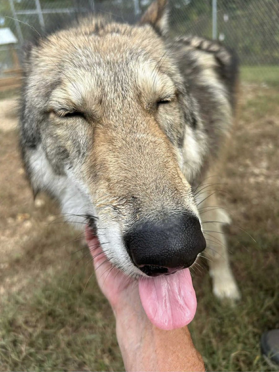 Some Kind of Wolf tweet media