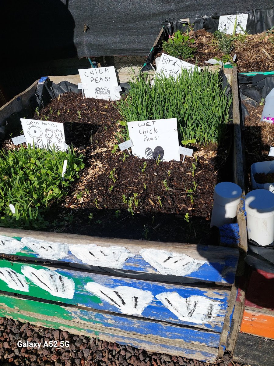 SJPSMitcham's tweet photo. 𝗚𝗮𝗿𝗱𝗲𝗻𝗶𝗻𝗴 𝘄𝗶𝘁𝗵 𝗝𝗮𝗻 📷
Our students enjoy meeting for the Gardening Club with Jan at lunchtimes every Thursday.
 It's a fun learning opportunity for our students. 
#stjohnsschool #schoolmitcham #gardeningclub #sustainability #school //sjmitcham.catholic.edu.au/ https://t.co/5ebROwmHnz